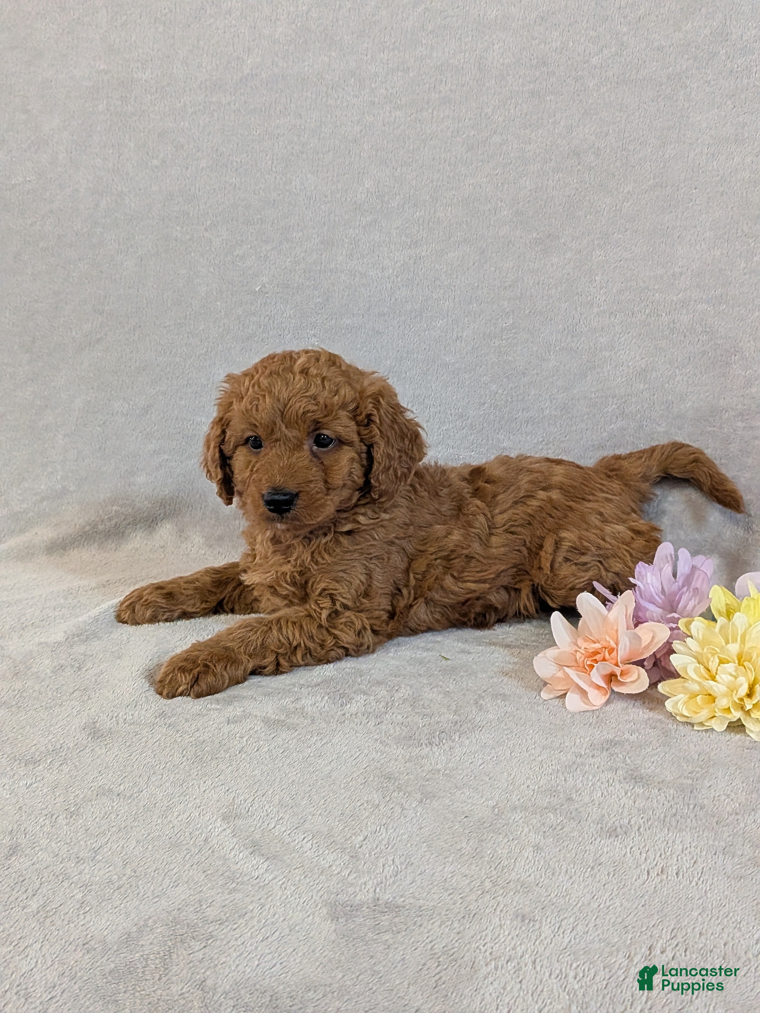 Mini Goldendoodle dogs Dexter  - Ad 2