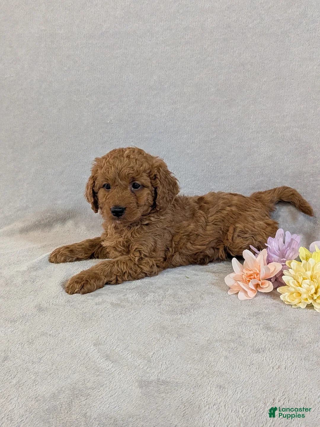 Mini Goldendoodle dogs for sale: Dexter  - Ad 2
