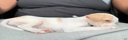 Chihuahua dogs for sale: Chihuahua 1 - Ad 1