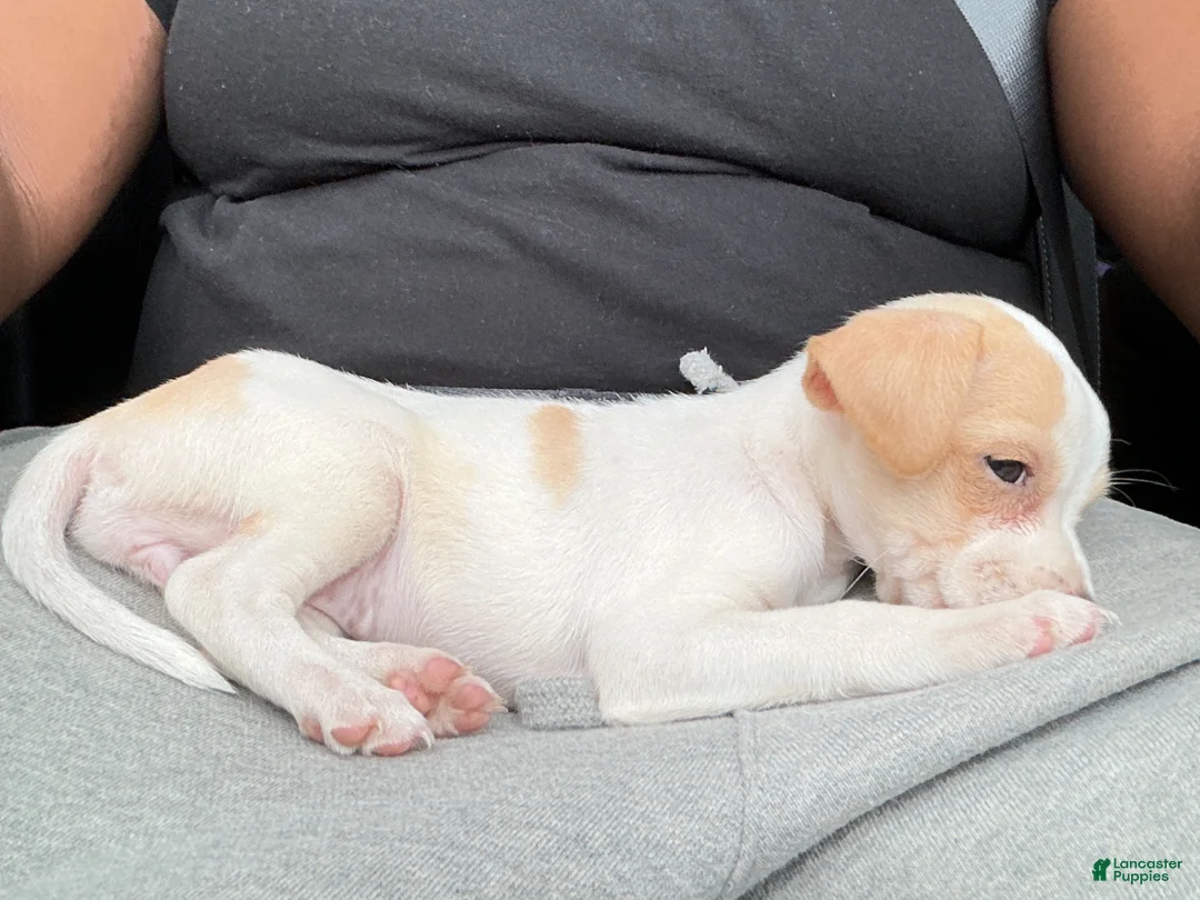 Chihuahua dogs for sale: Chihuahua 1 - Ad 1