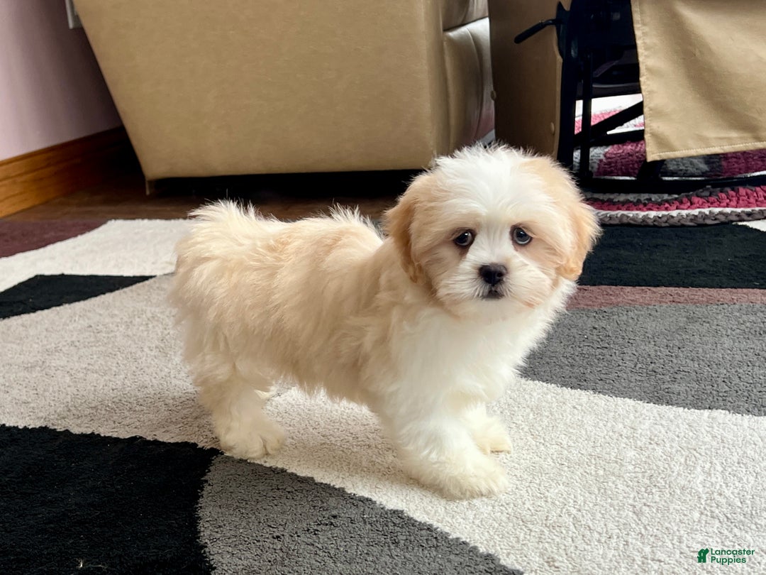 Lhasa Apso dogs for sale: Tashi - Ad 3