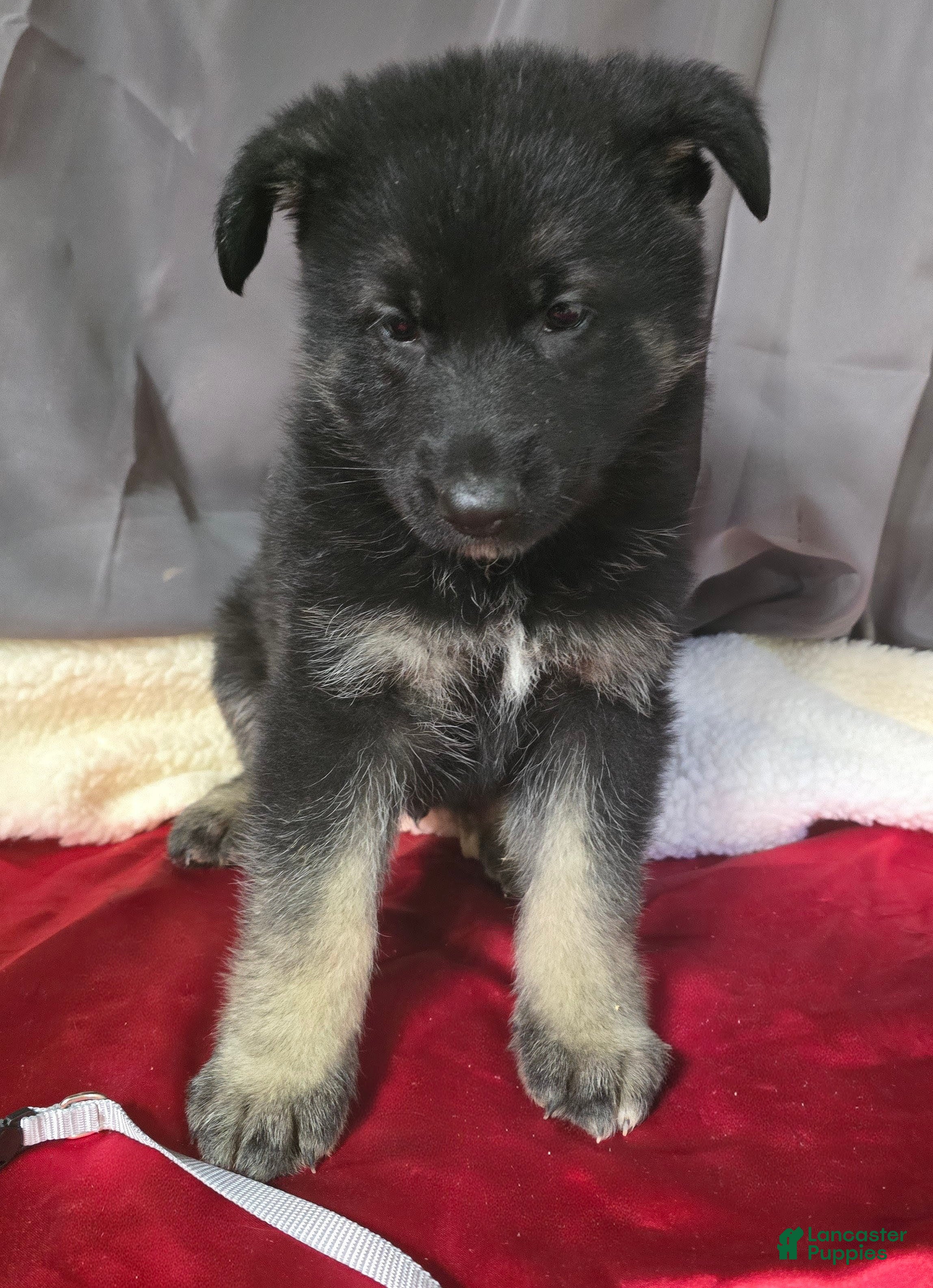 German Shepherd Puppy Silver Collar