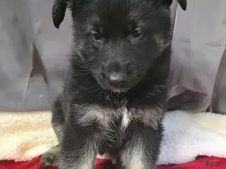 German Shepherd dogs for sale: German Shepherd Puppy Silver Collar - Ad 1