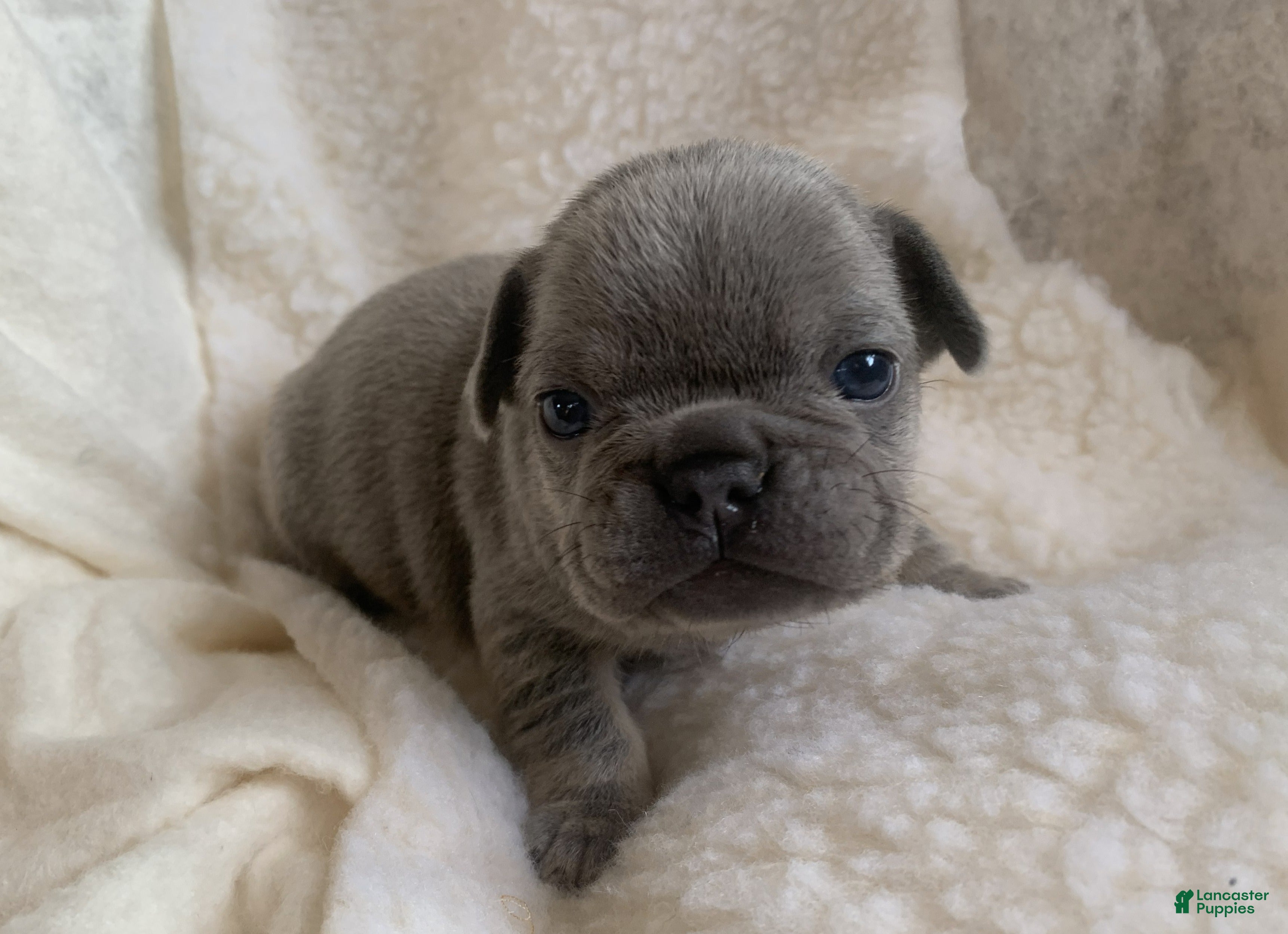 French Bulldog dogs Ivy - Ad 39