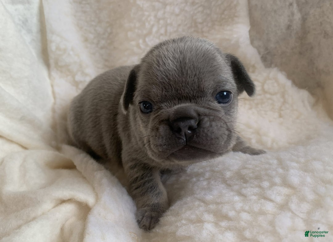 French Bulldog dogs for sale: Ivy - Ad 1