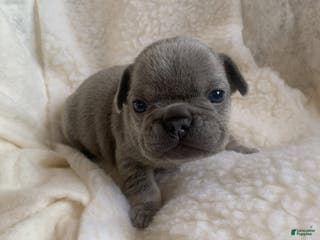 French Bulldog dogs Ivy - Ad 38
