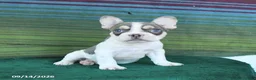 French Bulldog dogs for sale: Ozzy - Ad 3