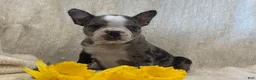Frenchton dogs for sale: Kenson - Ad 4