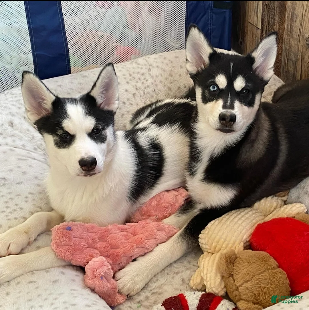 Pomsky dogs for sale: Togo  - Ad 3