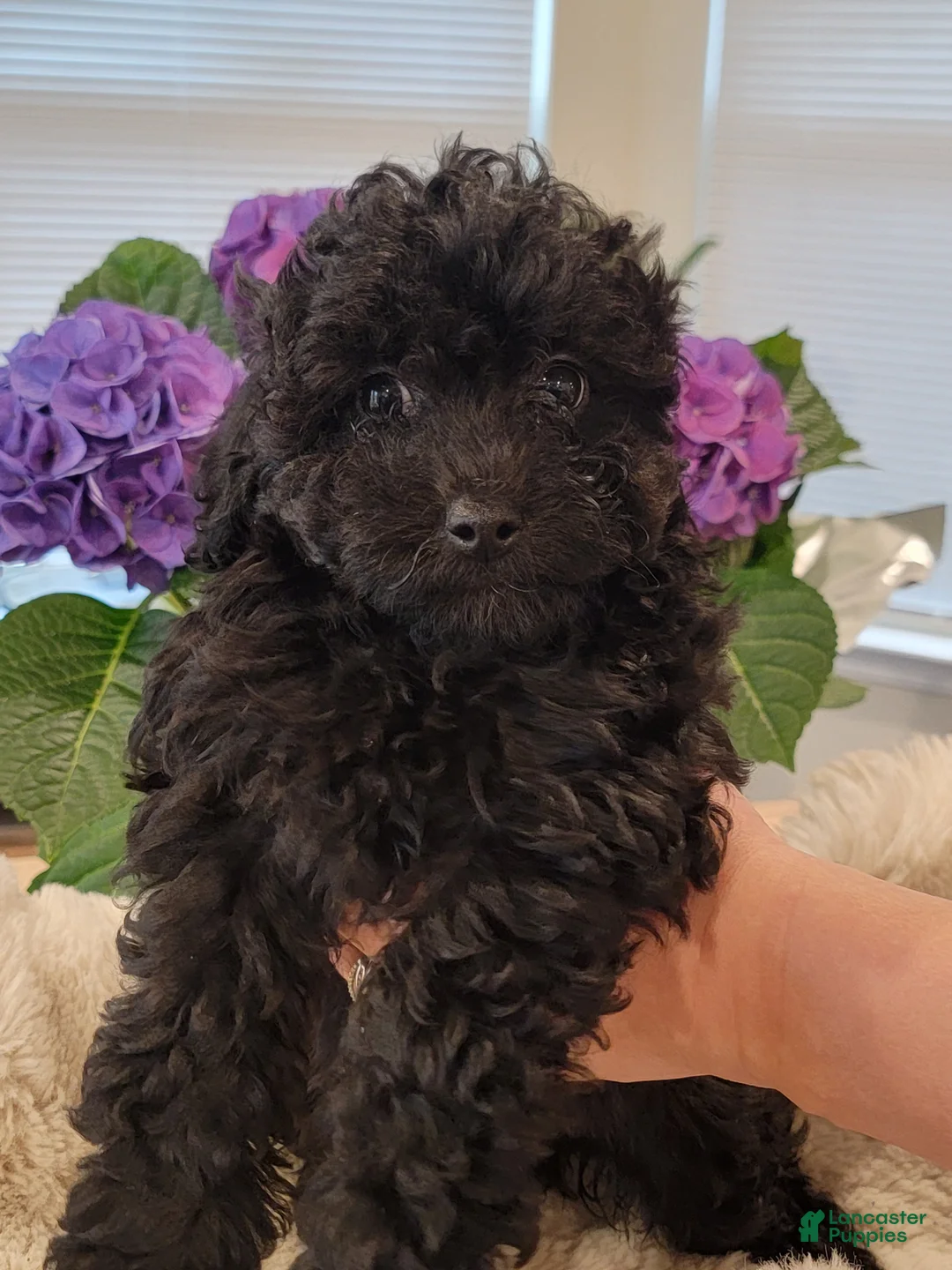 Toy Poodle dogs for sale: Toy Poodle Puppy 5 - Ad 2