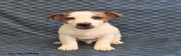 Jack Russell Terrier dogs for sale: Keith - Ad 3