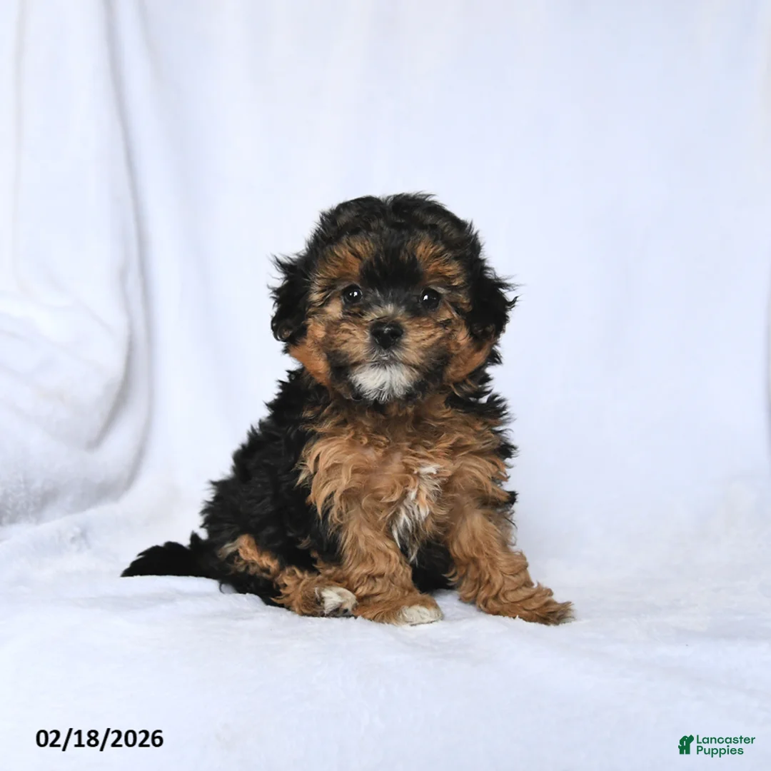 Havapoo dogs for sale: Lily - Ad 2