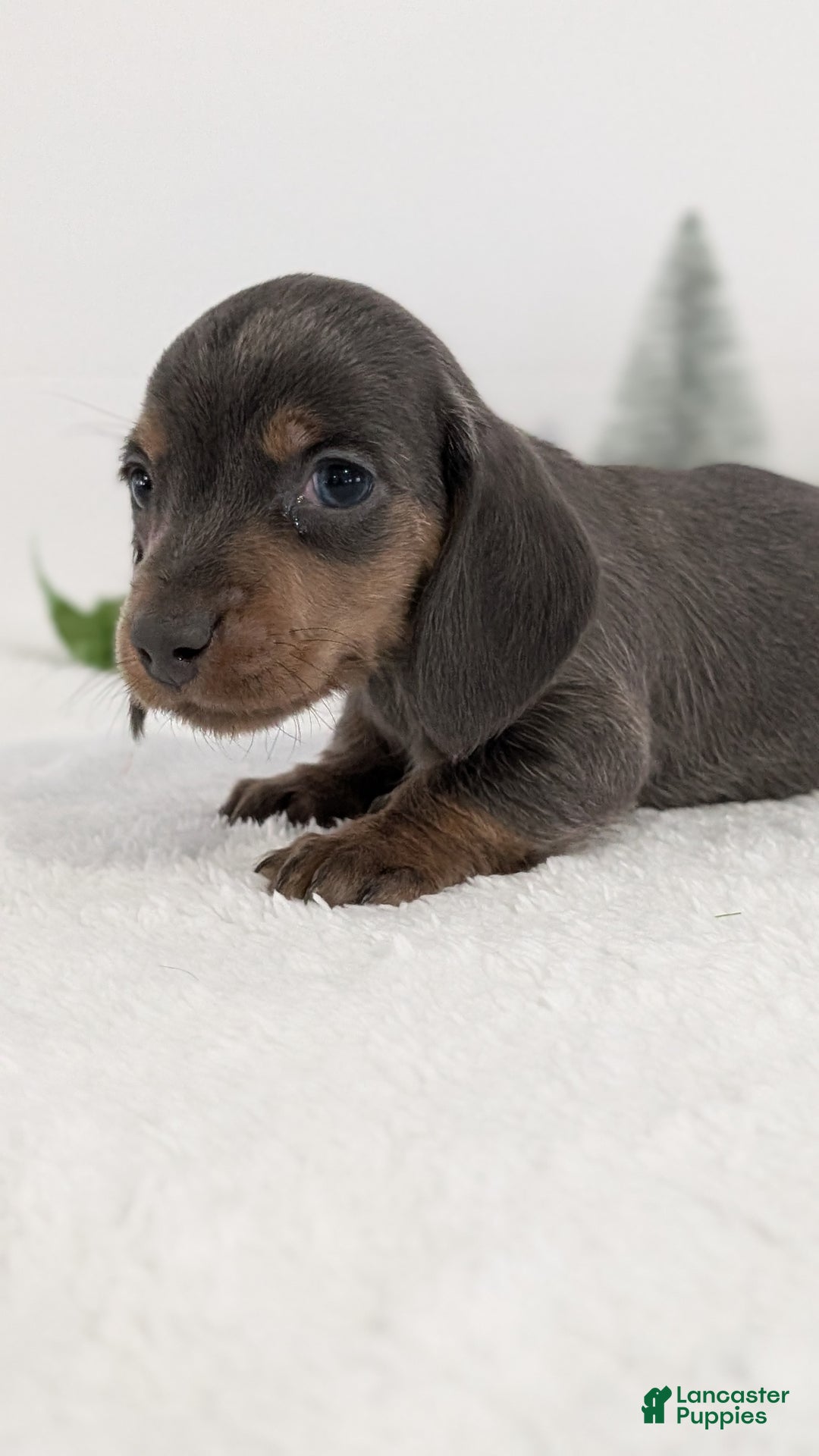 Miniature Dachshund dogs for sale: Xavier - Ad 12