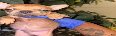 French Bulldog 
