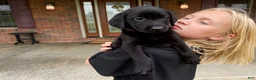 Labrador Retriever dogs for sale: Drake - Ad 2