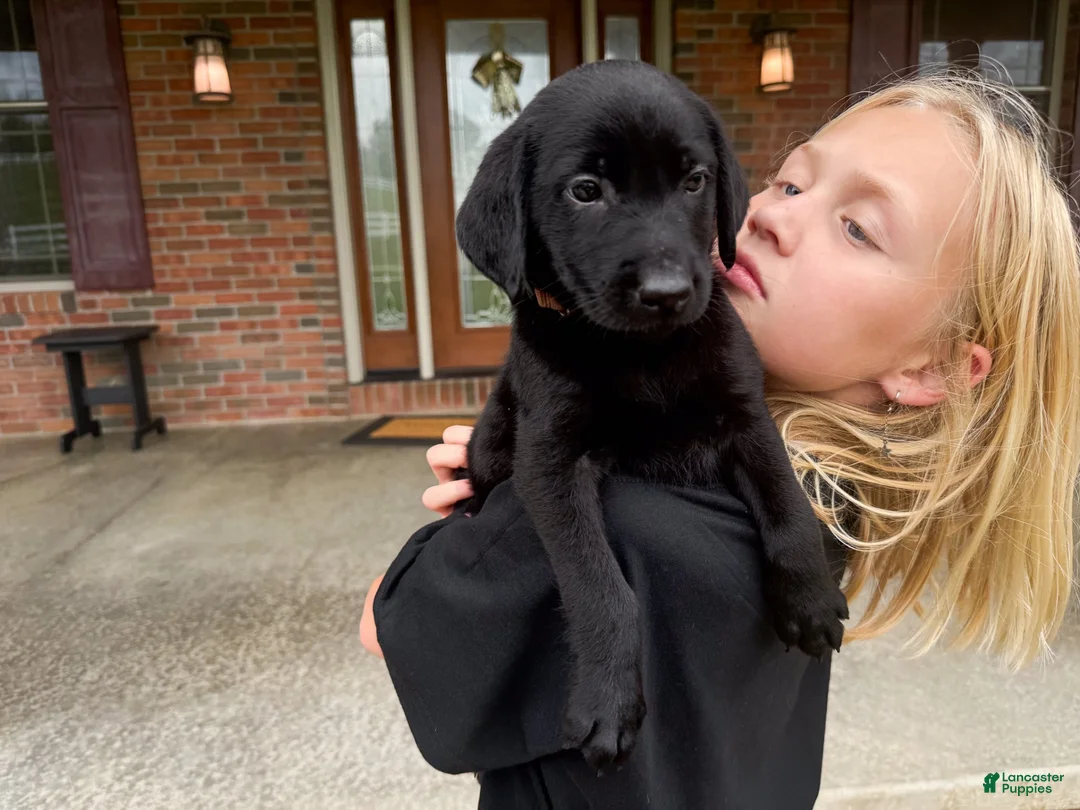 Labrador Retriever dogs for sale: Drake - Ad 2