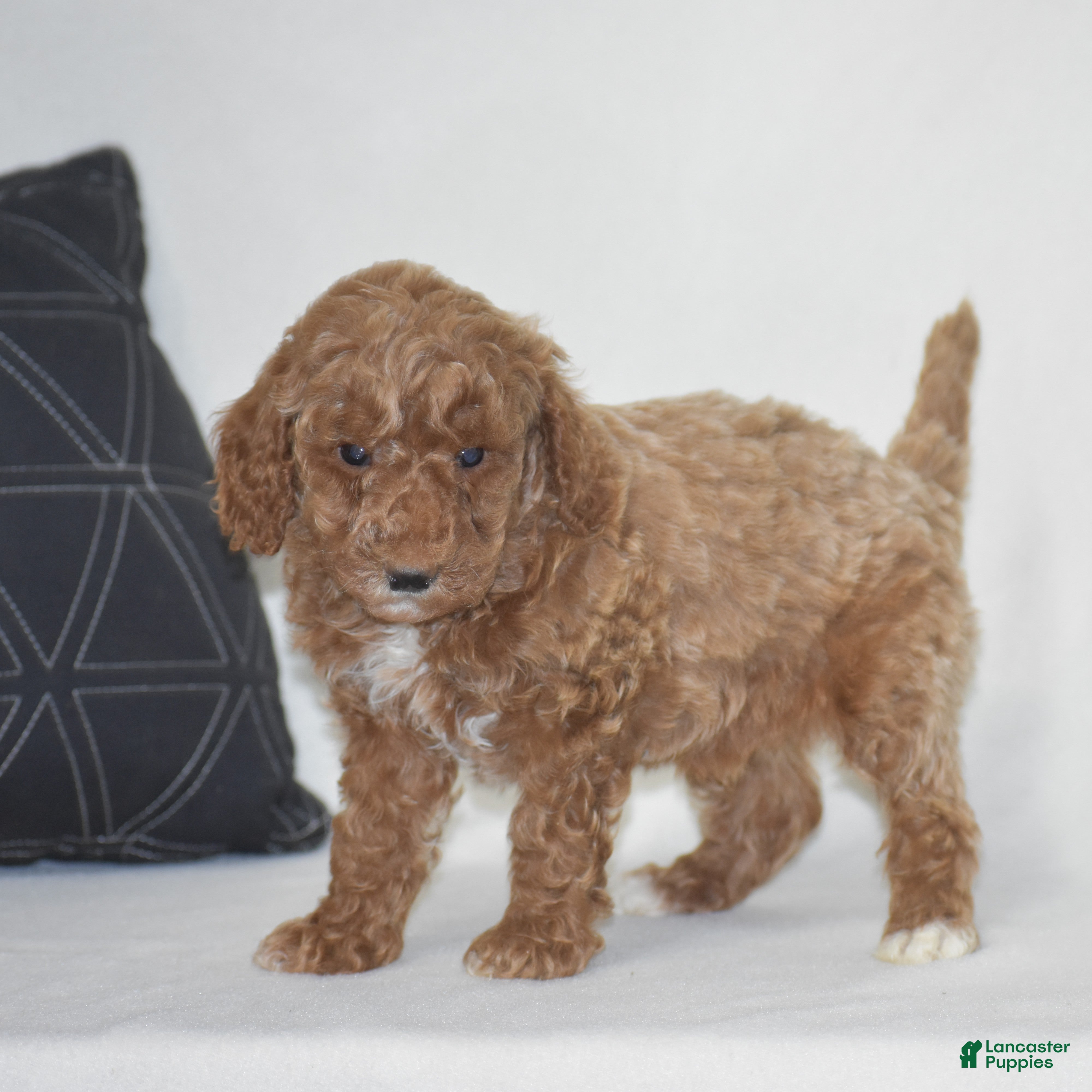 Miniature Poodle dogs Edrik - Ad 1