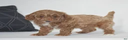 Miniature Poodle dogs for sale: Edrik - Ad 1
