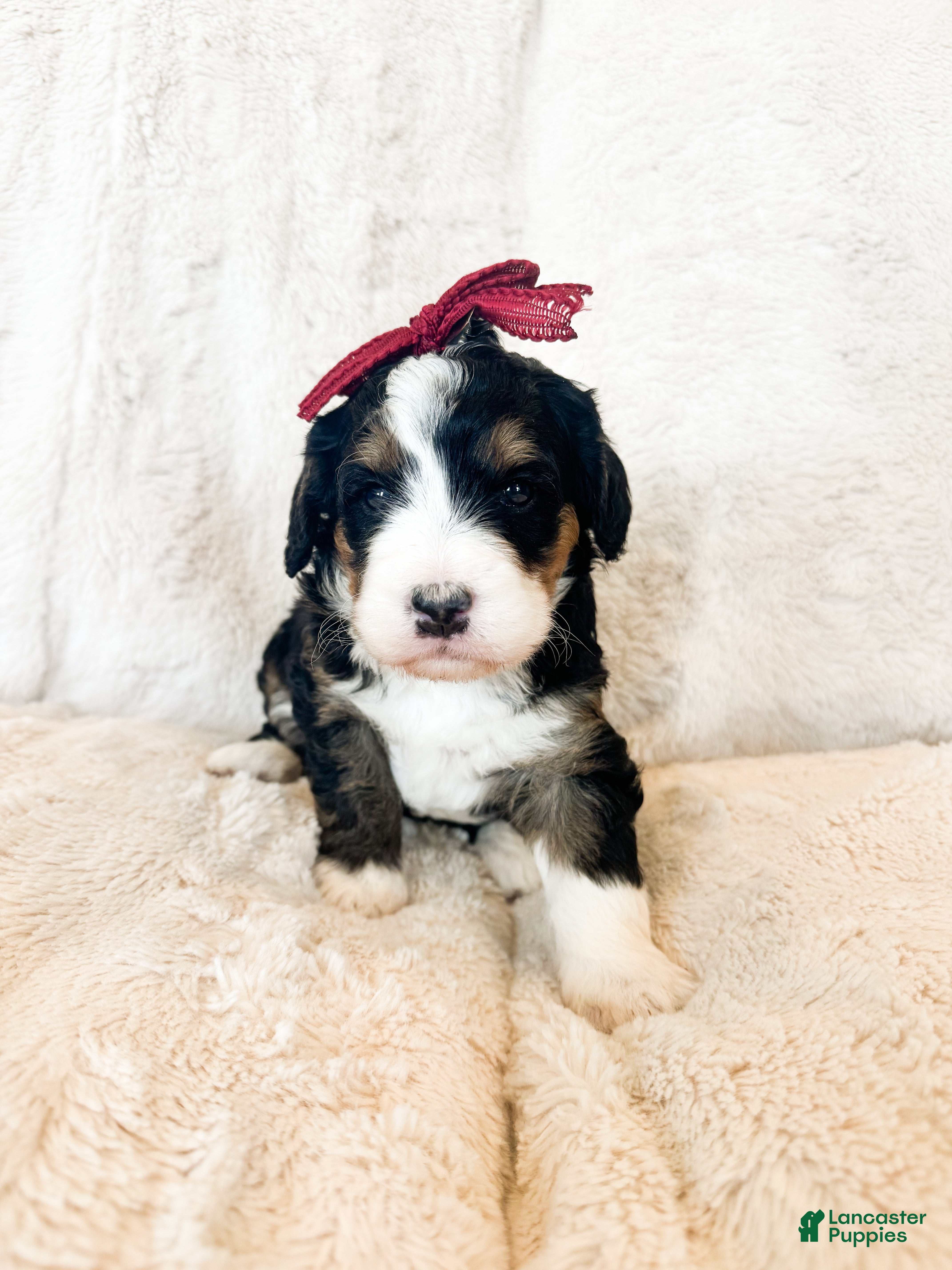 Bernedoodle dogs 'Mary Ann' Red Collar Female Medium Bernedoodle - Ad 1