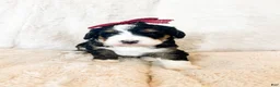 Bernedoodle dogs for sale: 'Mary Ann' Red Collar Female Medium Bernedoodle - Ad 1
