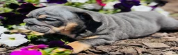 English Bulldog dogs for sale: Cecilia - Ad 10