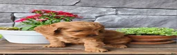 Cockapoo dogs for sale: Macy - Ad 3