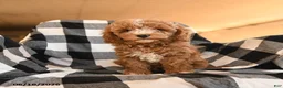 Cavapoo dogs for sale: Fanny - Ad 1