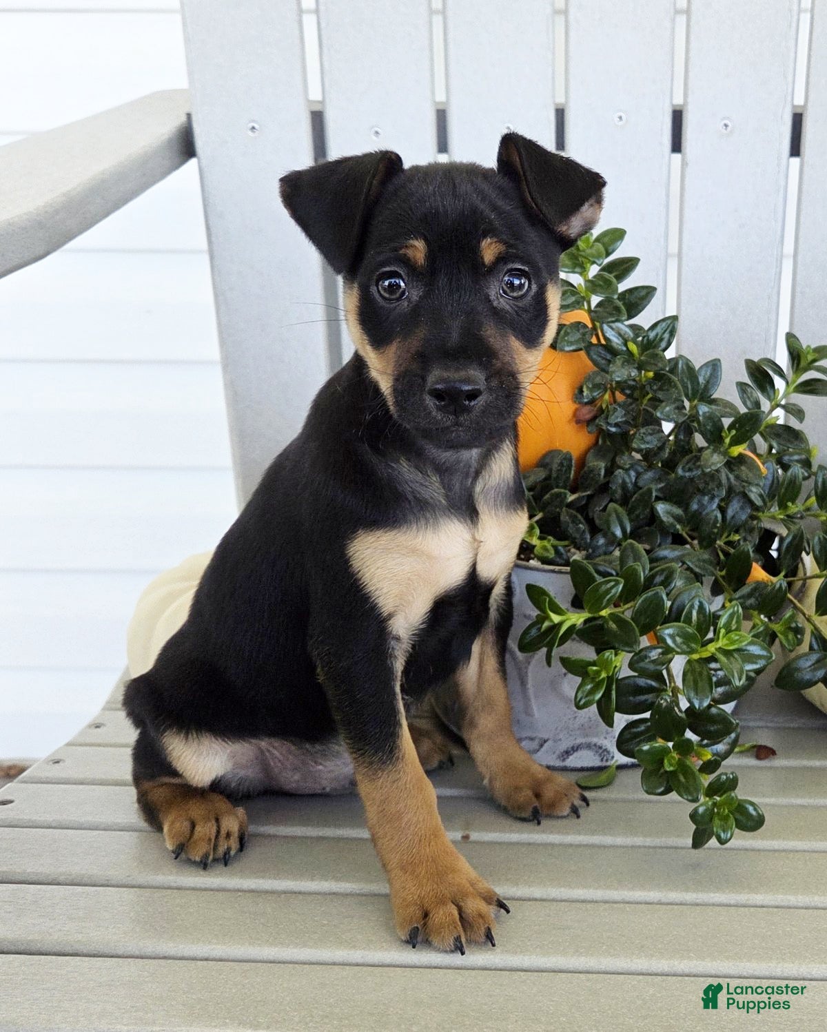 Miniature Pinscher dogs Dexter - Ad 1