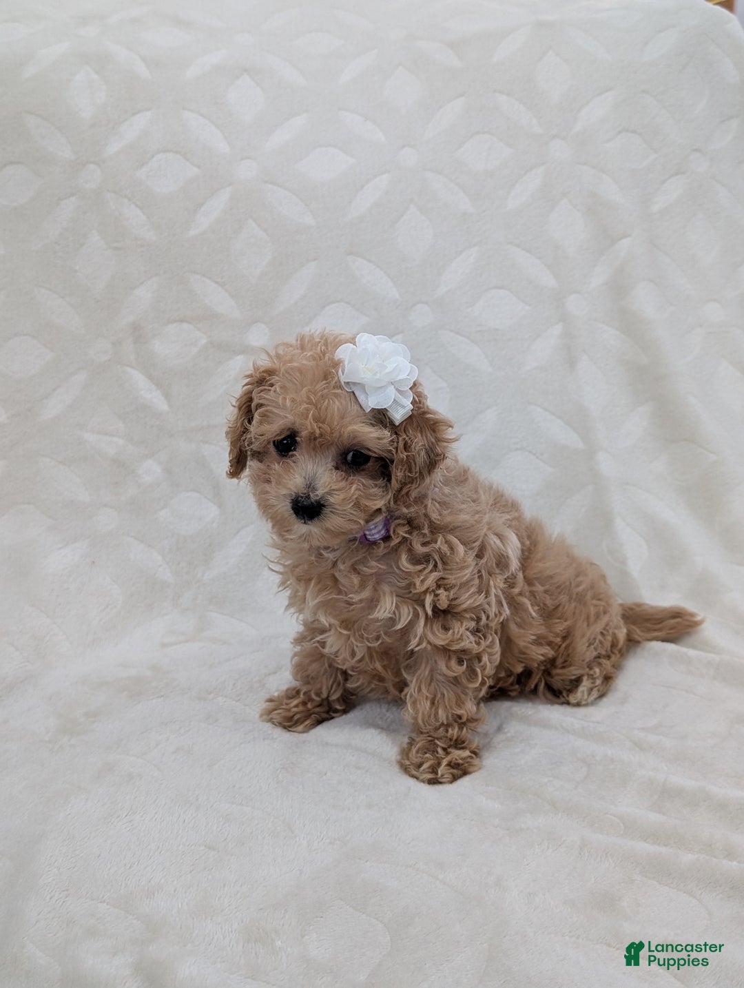 Toy Poodle dogs for sale: Amara - Ad 4
