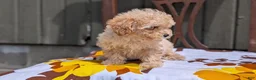 Miniature Poodle dogs for sale: Cody - Ad 6