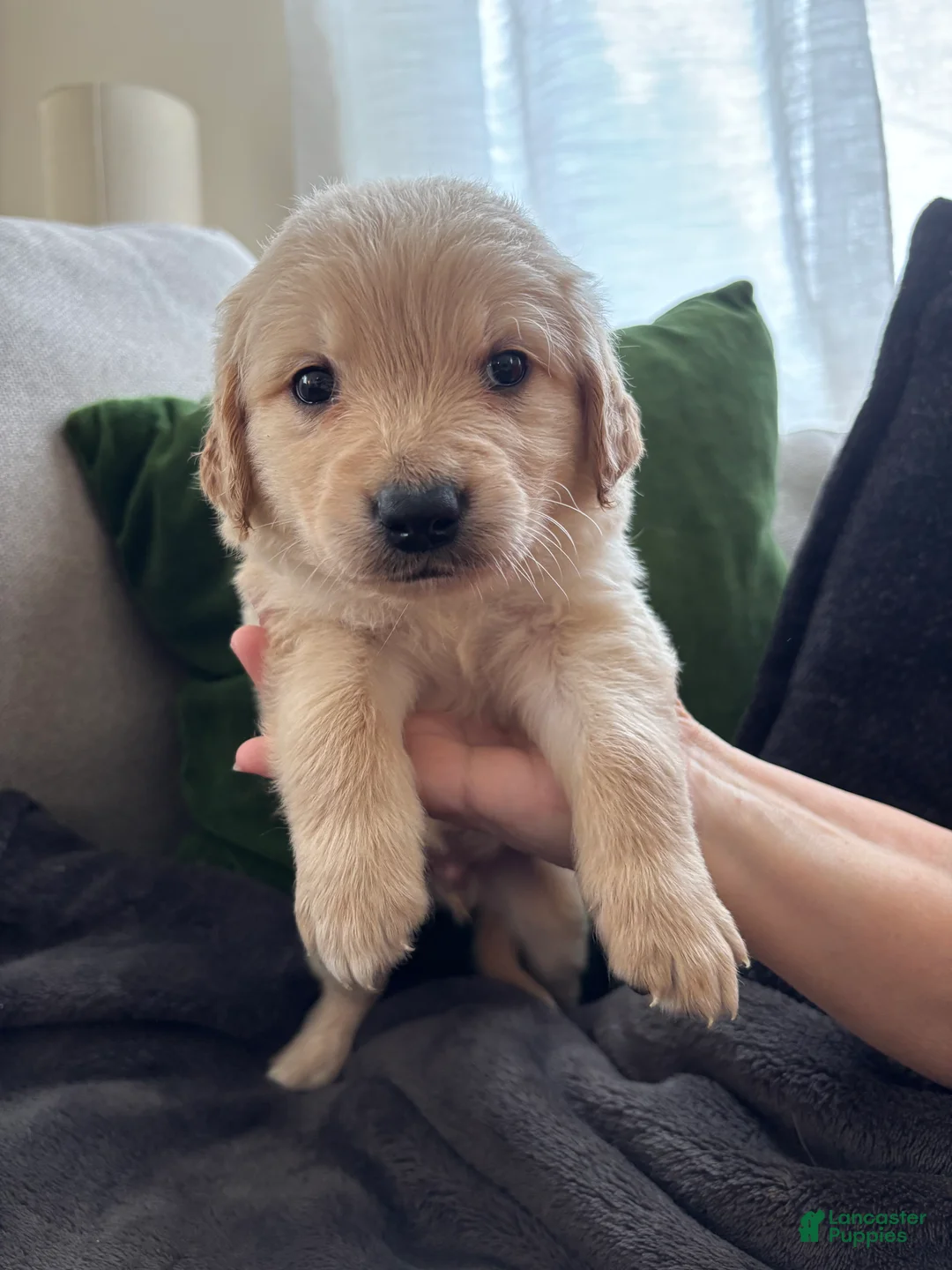 Mixed Breed dogs for sale: Green Collar - Ad 1