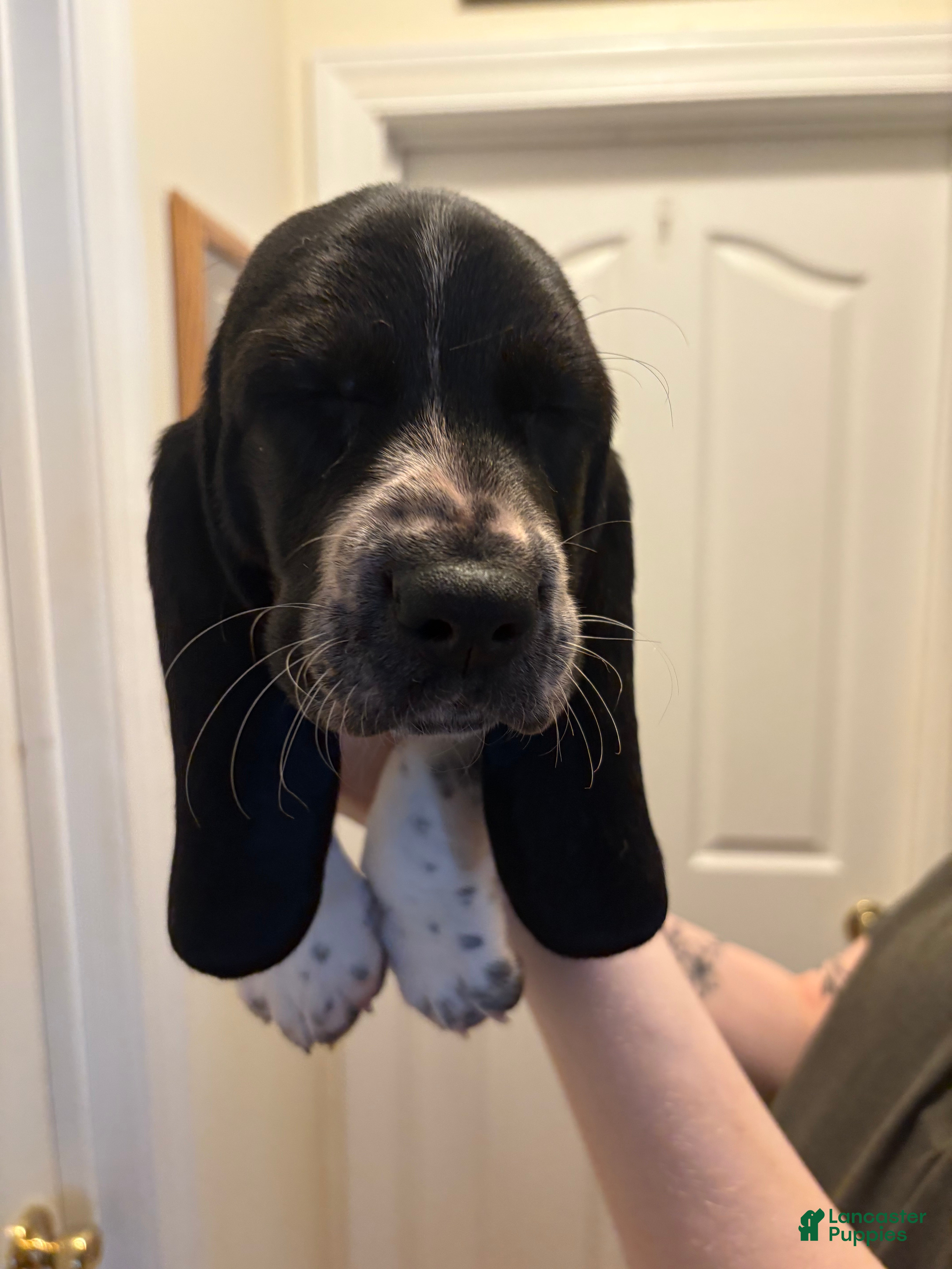 Basset Hound dogs Molly - Ad 25