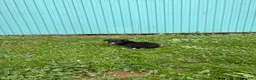 Border Collie dogs for sale: Jen Border Collie  - Ad 5