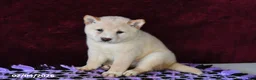 Shiba Inu dogs for sale: Lance  - Ad 5