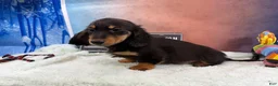 Miniature Dachshund dogs for sale: Miniature Dachshund Puppy 2 - Ad 5