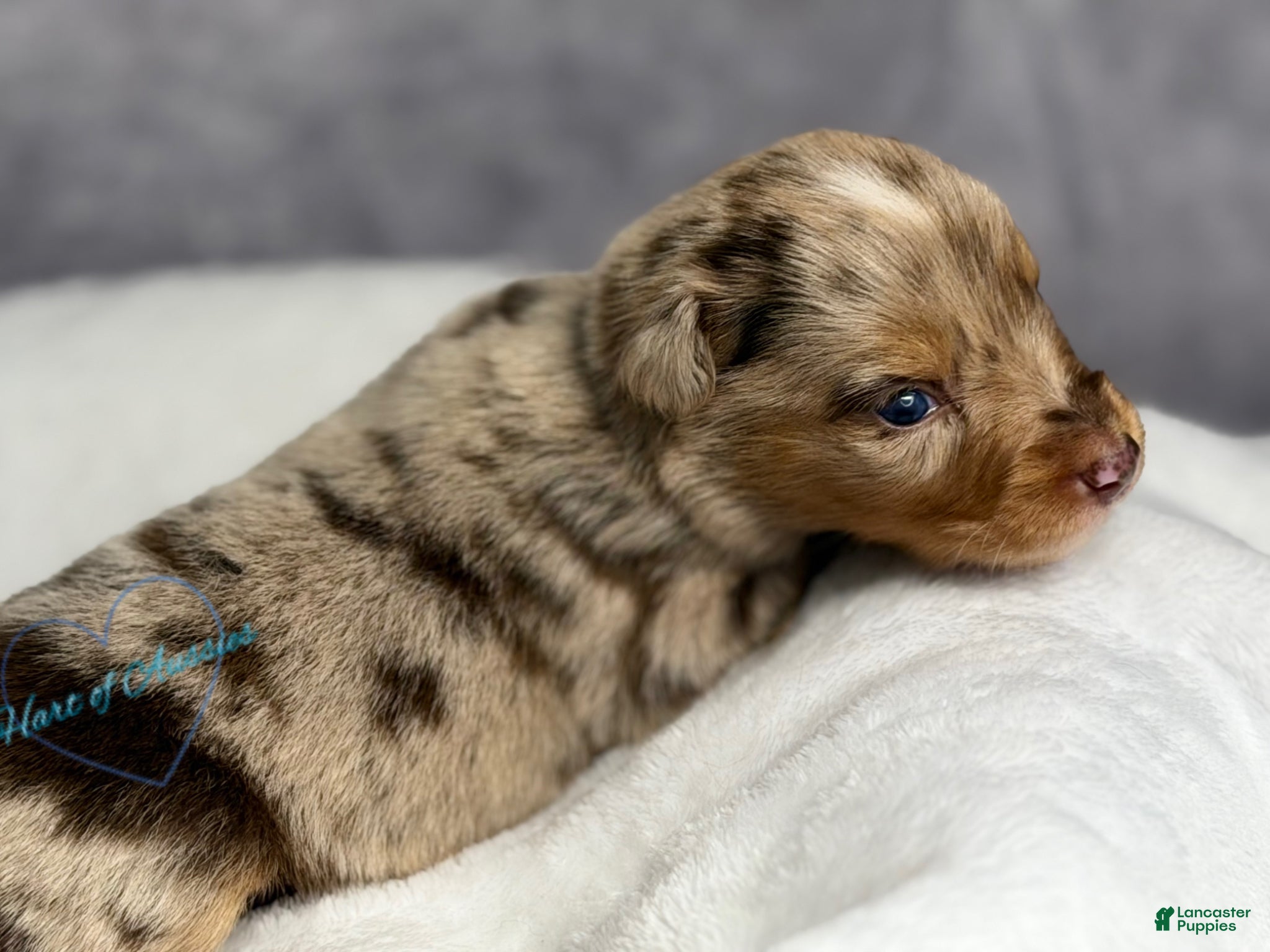 Australian Shepherd dogs Australian Shepherd Puppy 4 - Ad 37