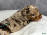 Australian Shepherd Puppy 4