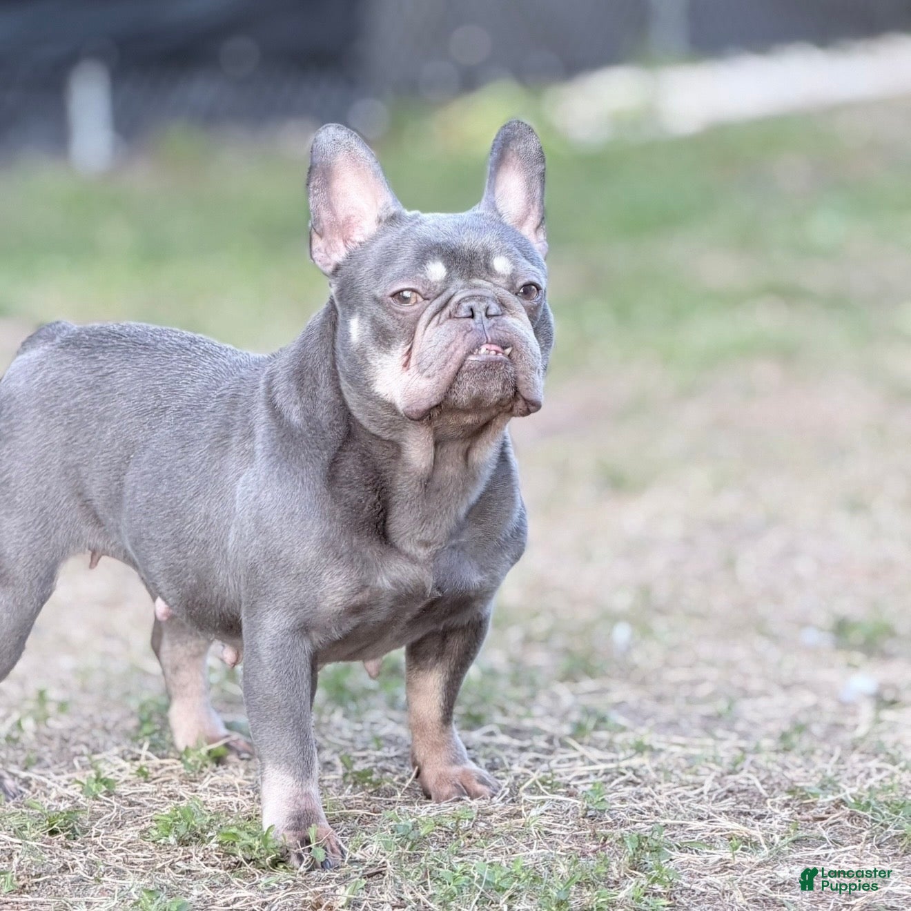 French Bulldog dogs Sage - Ad 32