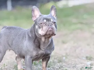 French Bulldog dogs Sage - Ad 32