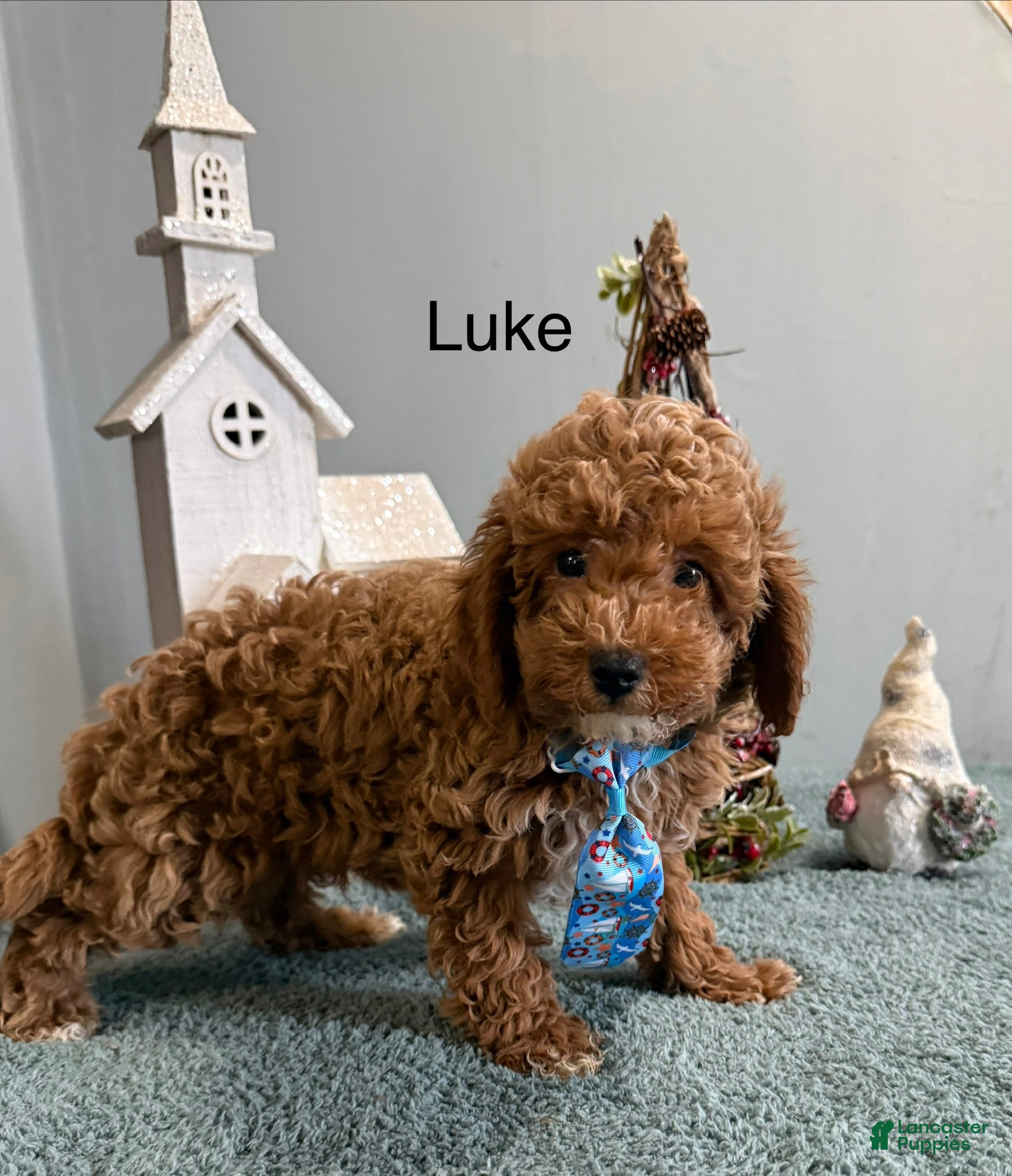 Mini Goldendoodle dogs Luke - Ad 33