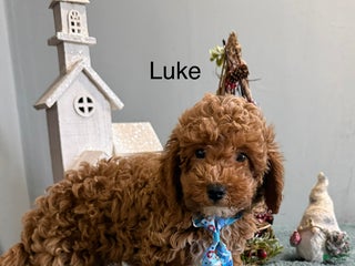 Mini Goldendoodle dogs Luke - Ad 33