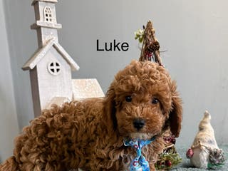 Mini Goldendoodle dogs Luke - Ad 26