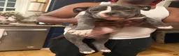 American Bully dogs for sale: Caidence  - Ad 4