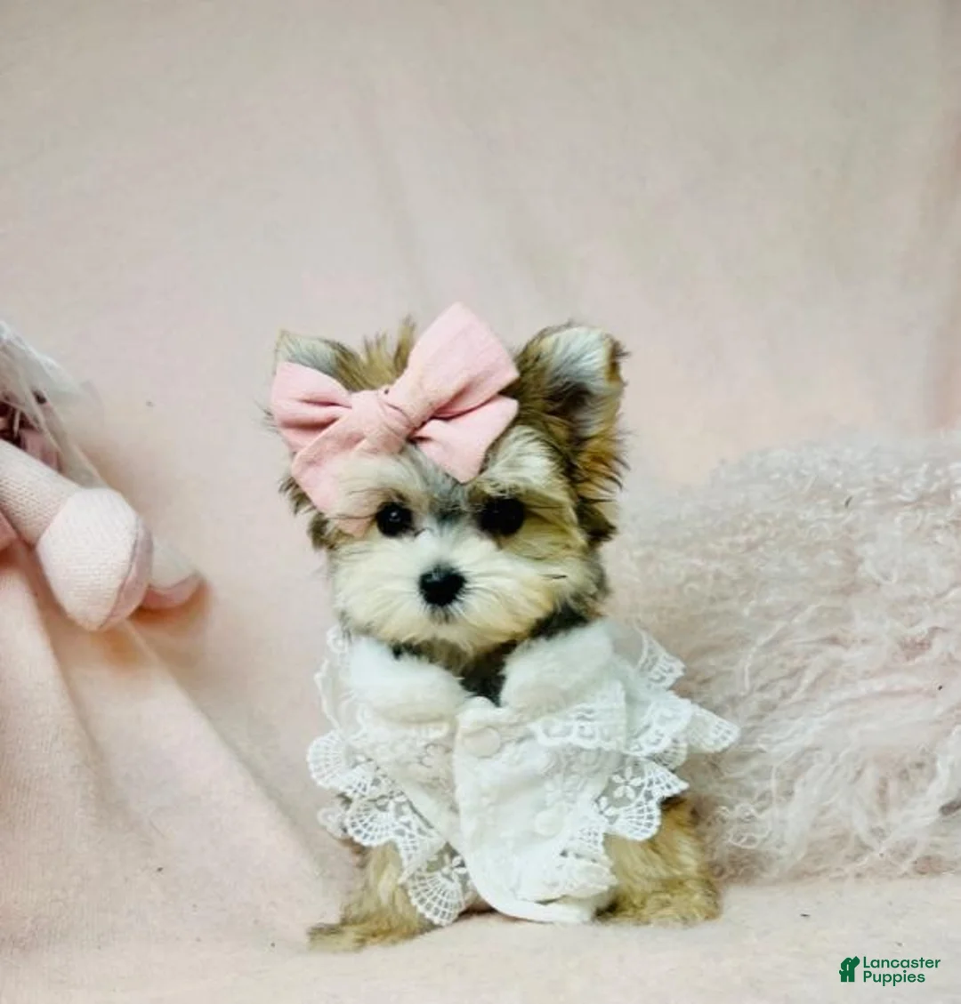 Morkie dogs for sale: Morkie 1 - Ad 2