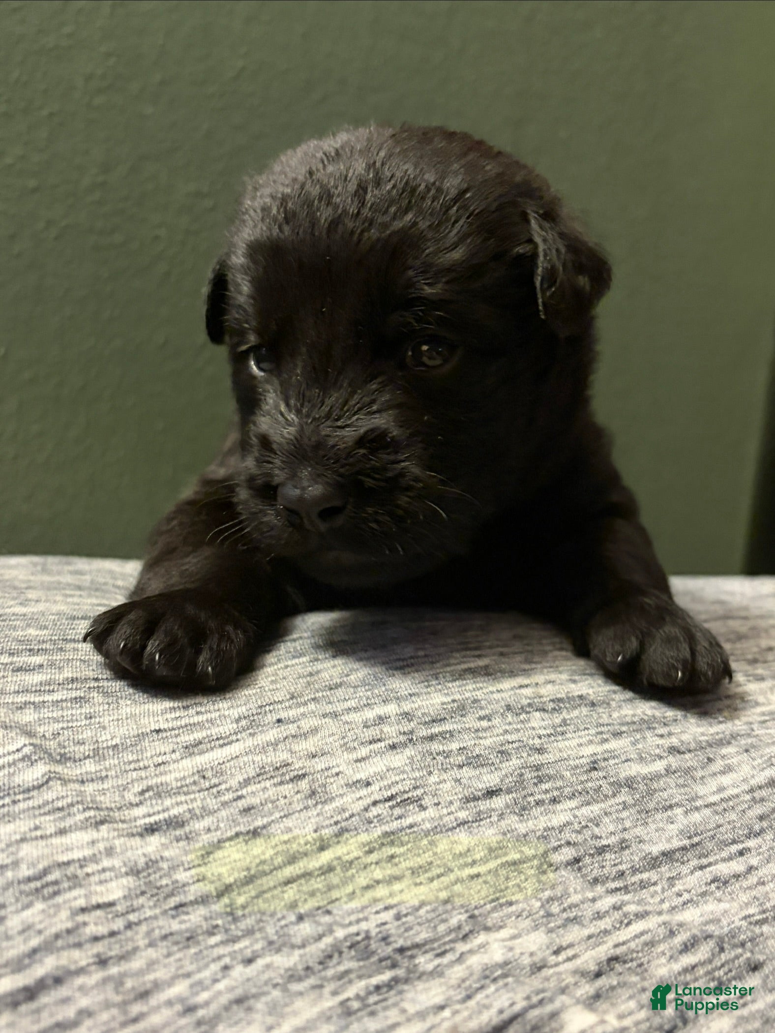 Mixed Breed dogs Belgian x Giant Schnauzer mix 5 white collar  - Ad 21