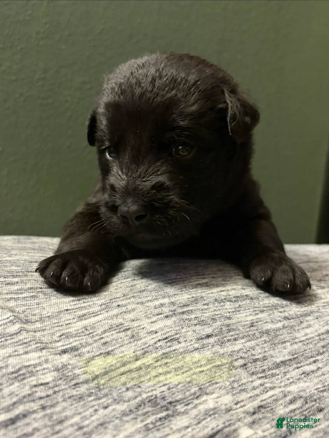 Mixed Breed dogs for sale: Belgian x Giant Schnauzer mix 5 white collar  - Ad 1