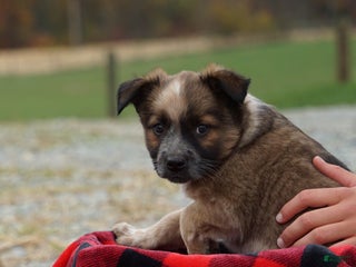 Mixed Breed dogs - Ad 33