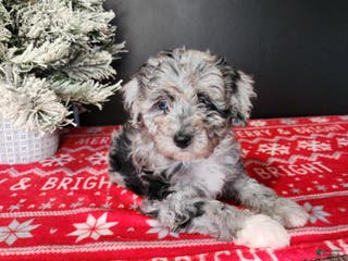 Mini Bernedoodle dogs Angel - Ad 33