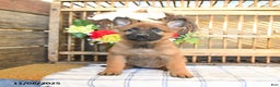 Mixed Breed dogs for sale: Ocean  - Ad 7