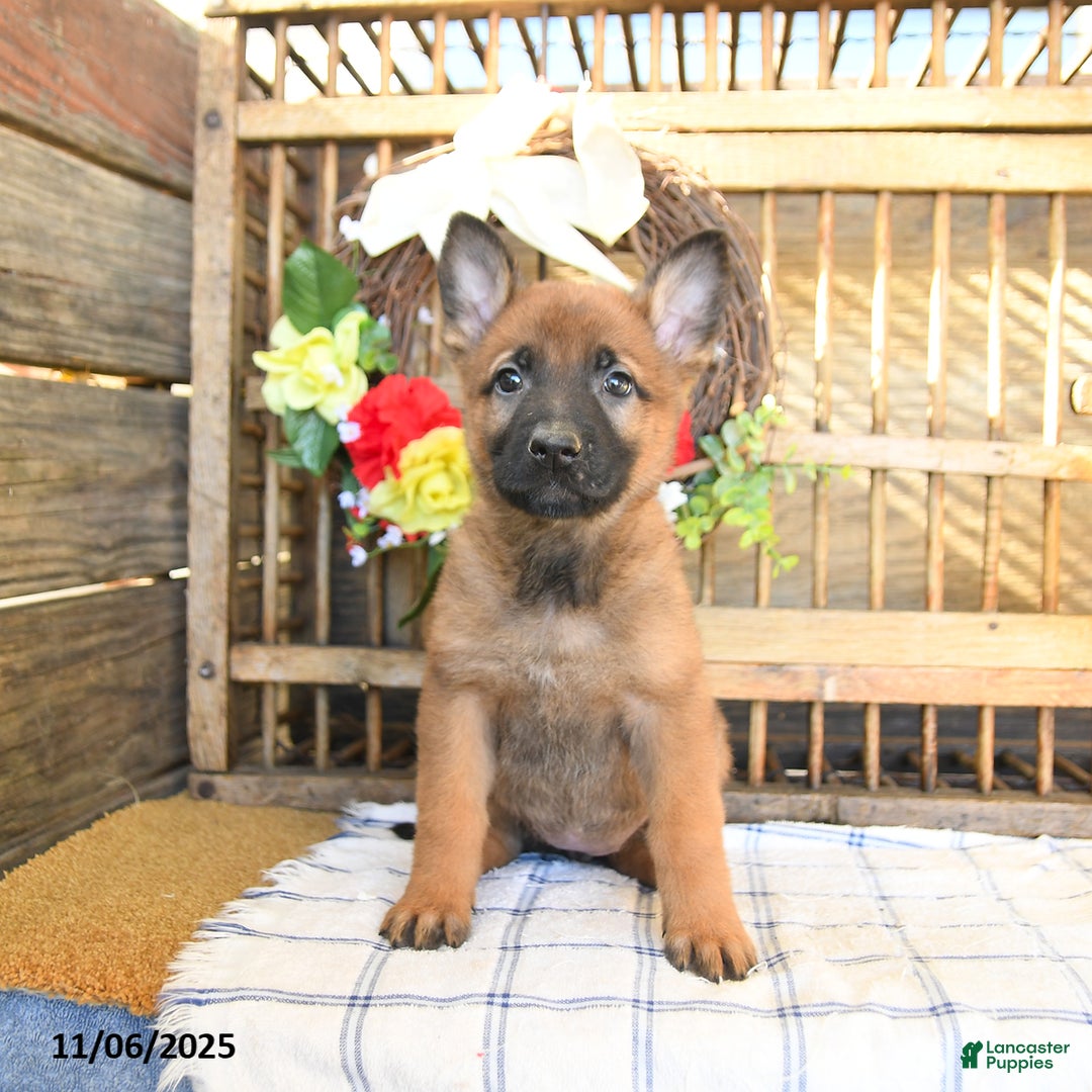 Mixed Breed dogs for sale: Ocean  - Ad 7